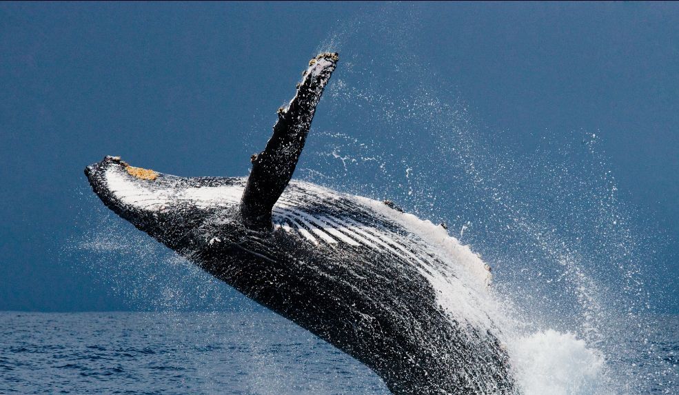 About Mtubatuba St Lucia